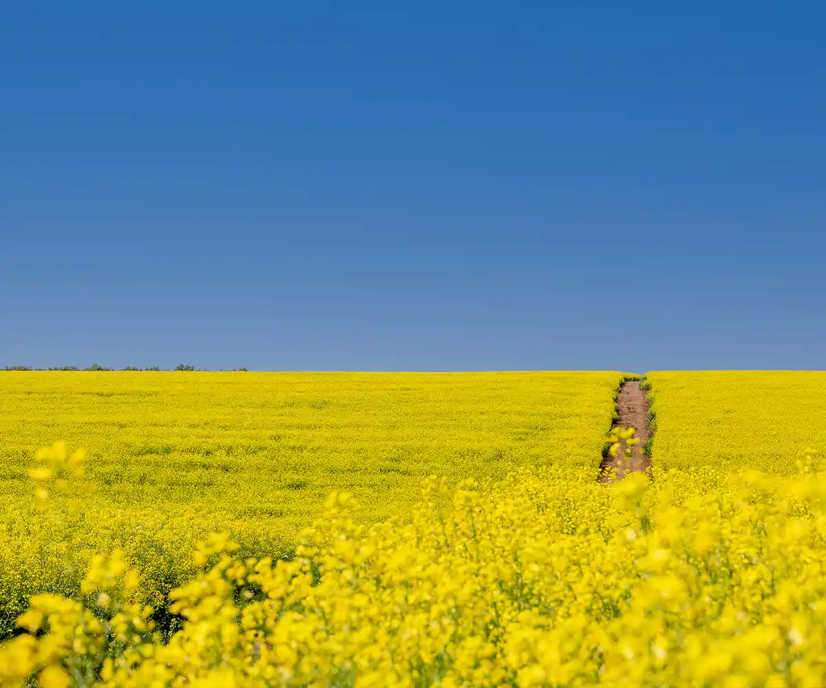 Filière oléagineuse
